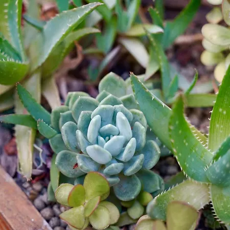 De France נרבון